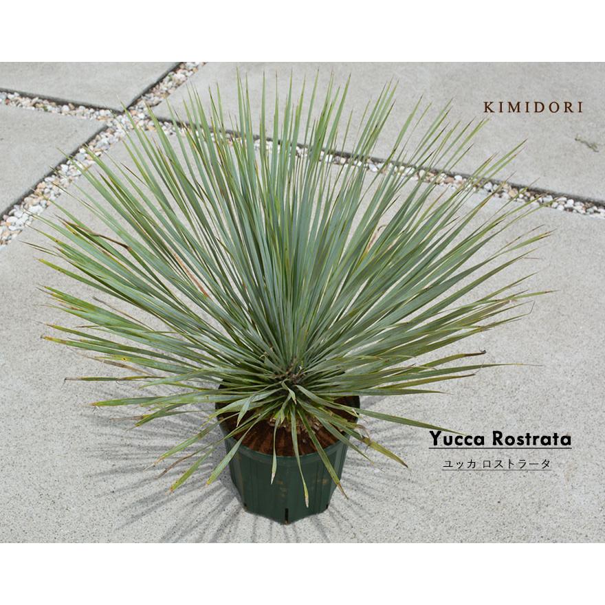 ロストラータ ユッカ 常緑 観葉植物 耐寒性 ドライガーデン シンボル