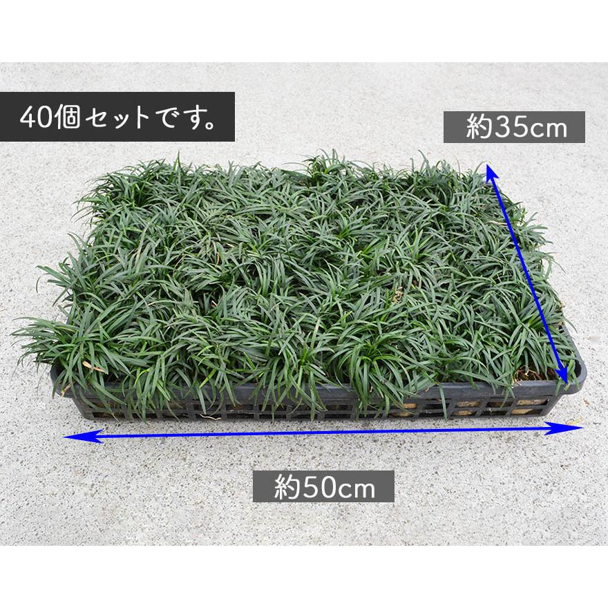 タマリュウ 40個セット 7.5cmポット 苗 グランドカバー 玉竜 常緑 植物