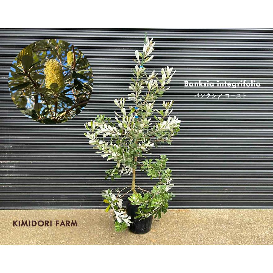 バンクシア コースト 約100-120cm 苗 植木 庭木 ガーデニング オージー