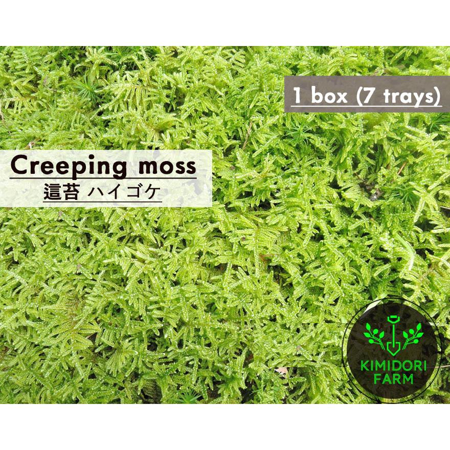 ハイゴケ 這苔 1平米 35cm×45cm(トレー7枚) 1箱 コケ 園芸 日本庭園