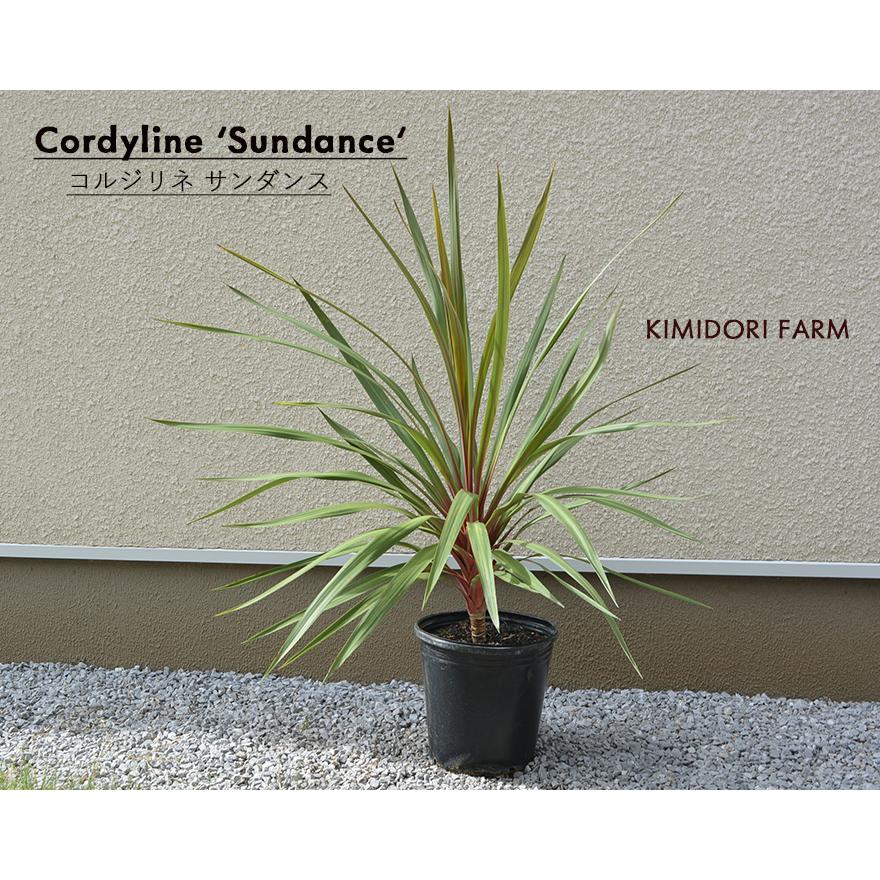 コルジリネ サンダンス オーストラリス ドライガーデン オージー