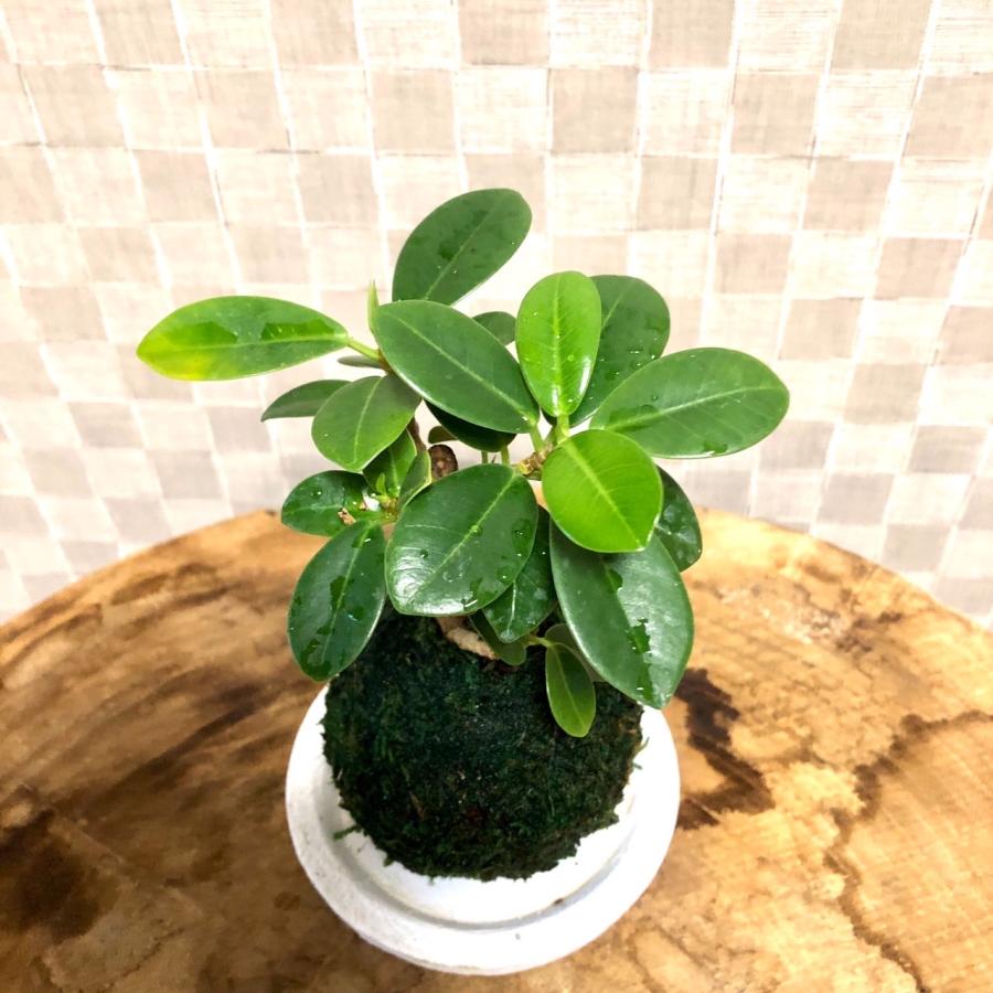 苔玉 パンダガジュマル 小さい盆栽 受け皿付き インテリア 観葉植物