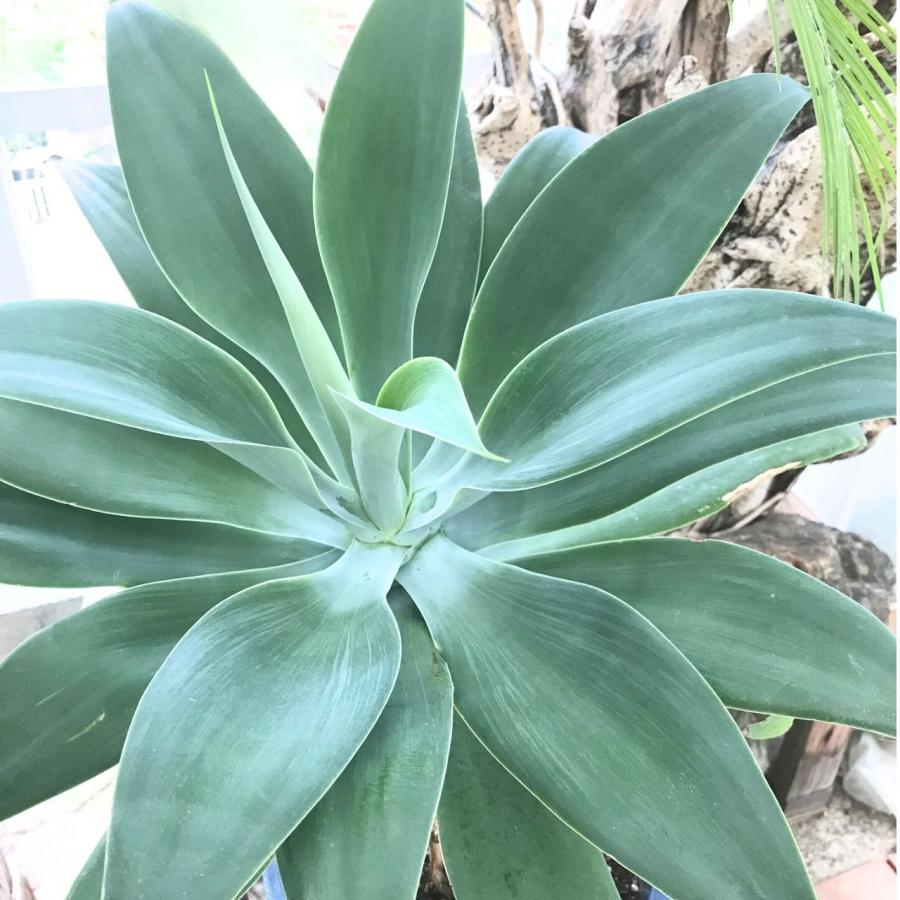 アガベ・アテナータ 種子 | フォックステール - 優美な姿形 : KUGEL