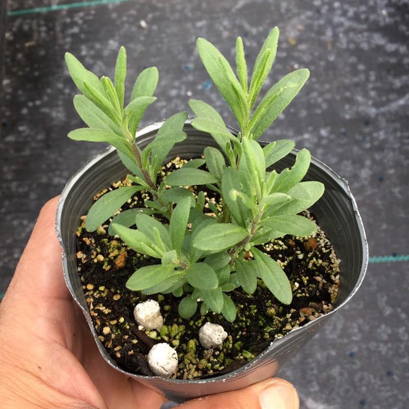 当店農場生産】ラベンダー アヴィニョン アーリーブルー 9cmポット苗