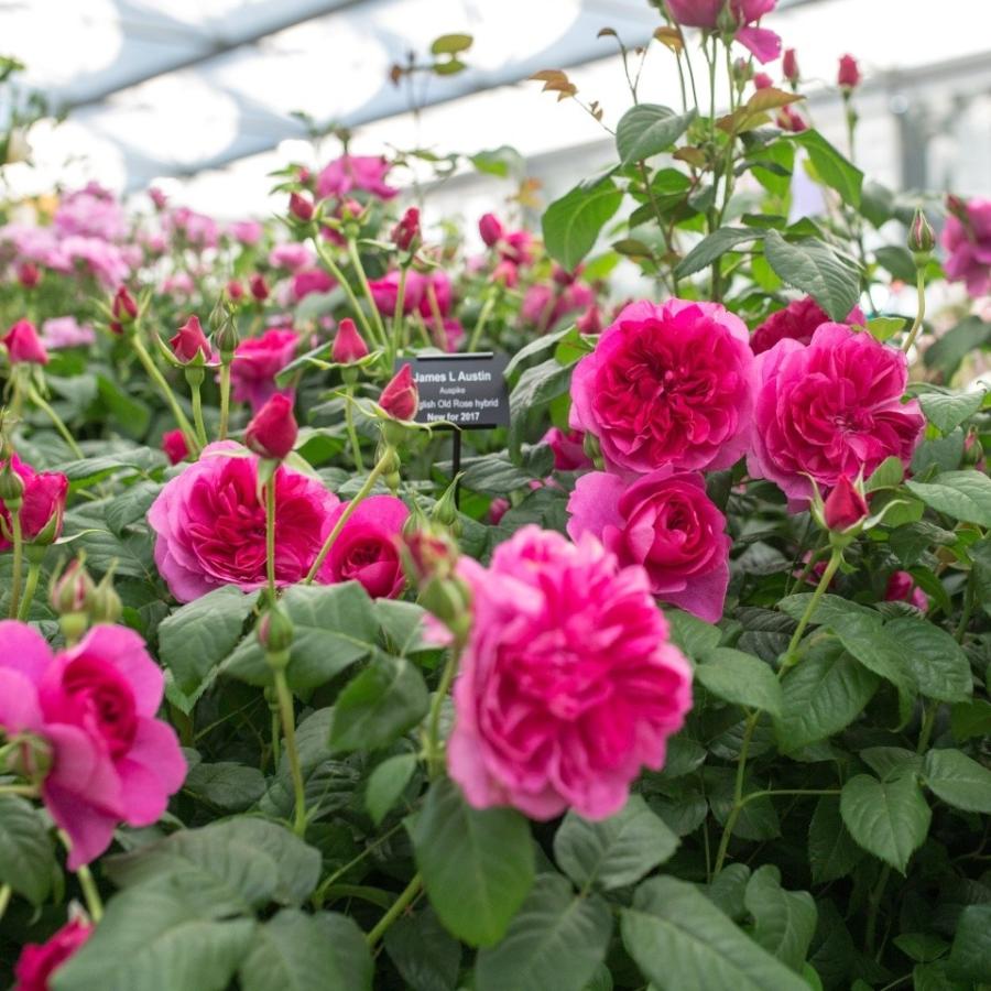 ☆2026年バラ☆イングリッシュローズ苗 ジェームズ・L・オースチン