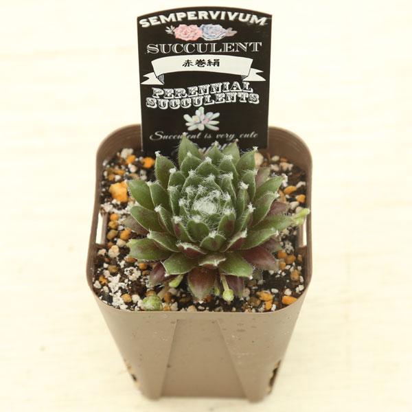 多肉植物 センペルビウム 赤巻絹 7.5cmポット苗 : ハニーミント - 通販