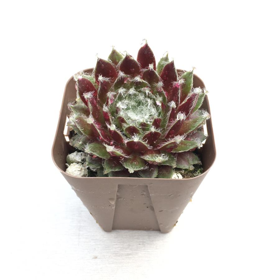 多肉植物 センペルビウム 赤巻絹 7.5cmポット苗 : ハニーミント - 通販