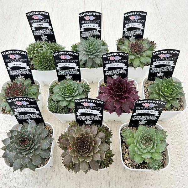 多肉植物 センペルビウム10種セット 9/21更新 : ハニーミント - 通販