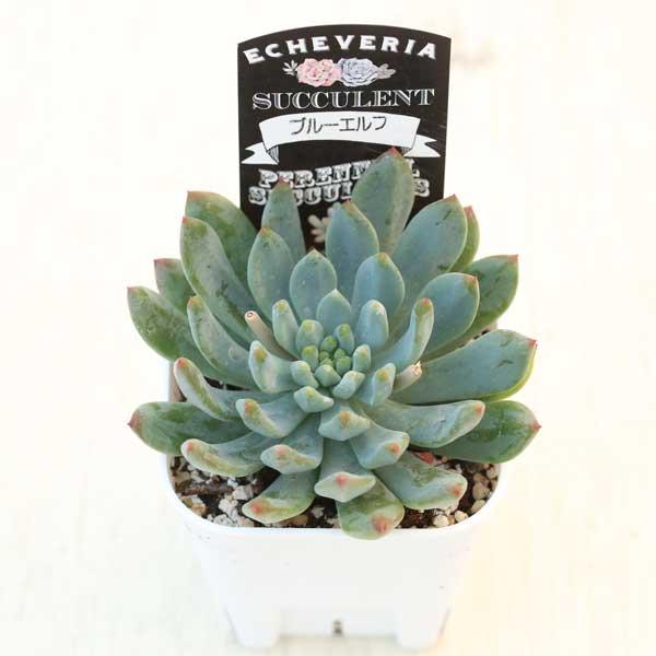 多肉植物 エケベリア ブルーエルフ 7.5cmポット苗 : ハニーミント