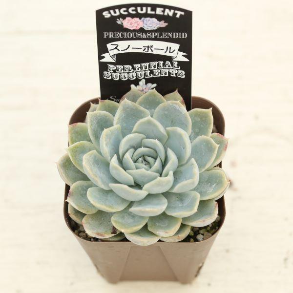 多肉植物 エケベリア スノーボール 7.5cmポット苗 : ハニーミント