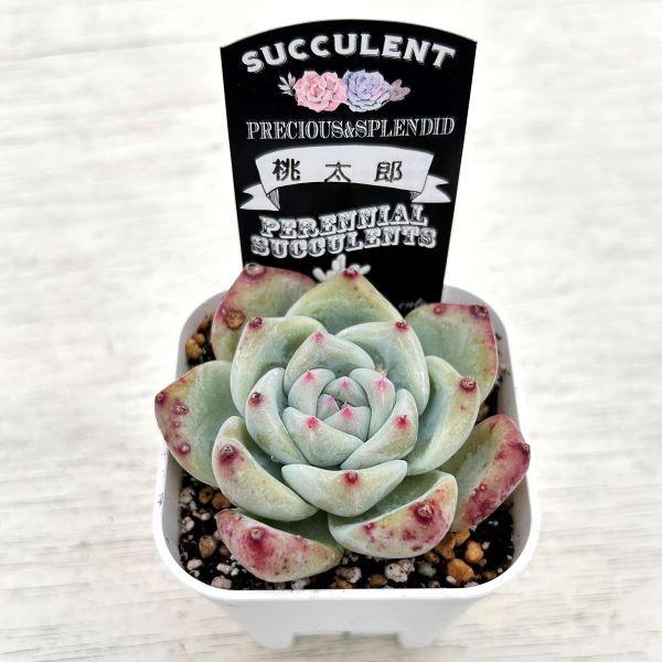 多肉植物 エケベリア 桃太郎 7.5cmポット苗 : ハニーミント - 通販