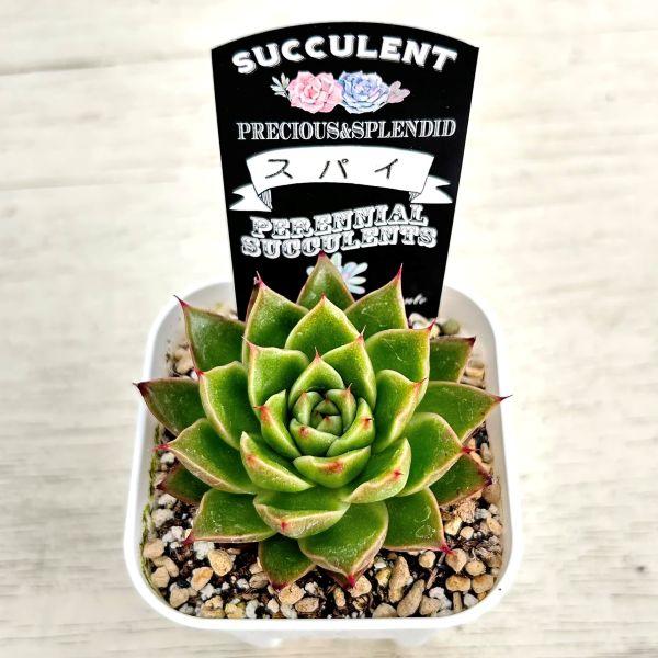 多肉植物 エケベリア スパイ 7.5cmポット苗 : ハニーミント - 通販