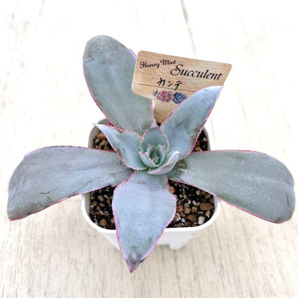多肉植物 エケベリア カンテ 7.5cmポット苗 : ハニーミント - 通販