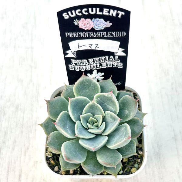 多肉植物 エケベリア トーマス 7.5cmポット苗 : ハニーミント - 通販