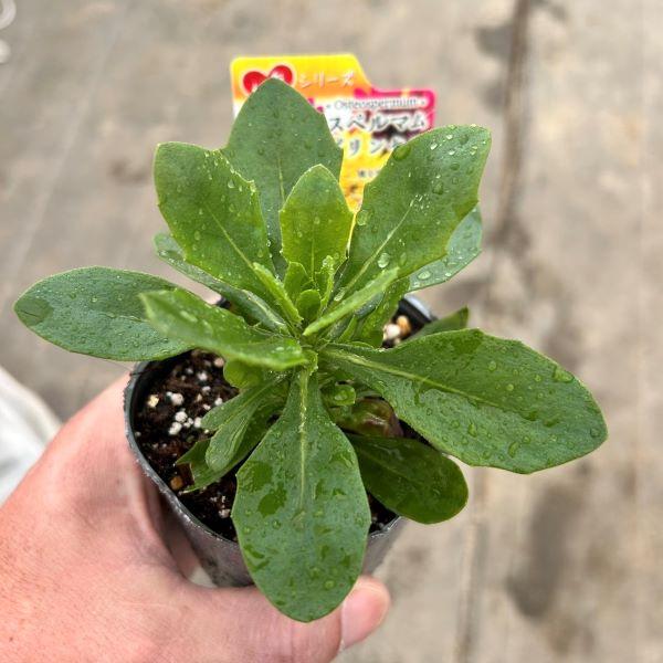 当店農場生産】オステオスペルマム リトルプリンセス シルバー 9cm