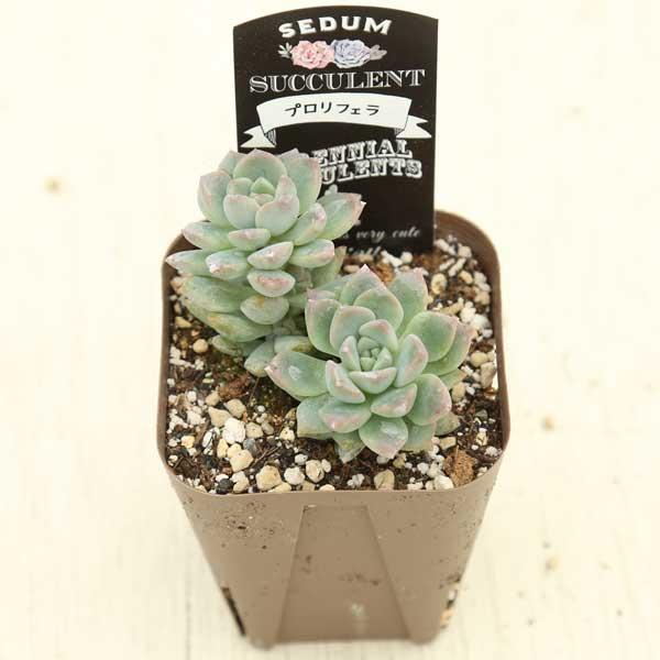 多肉植物 プロリフェラ 7.5cmポット苗 : ハニーミント - 通販 - Yahoo