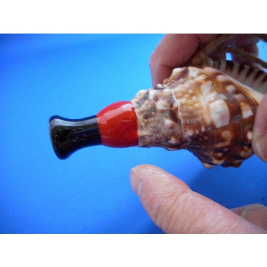 新発売 天狗 超ミニ 法螺貝 ほら貝 ホラ貝 ほらがい ホラガイ シェル