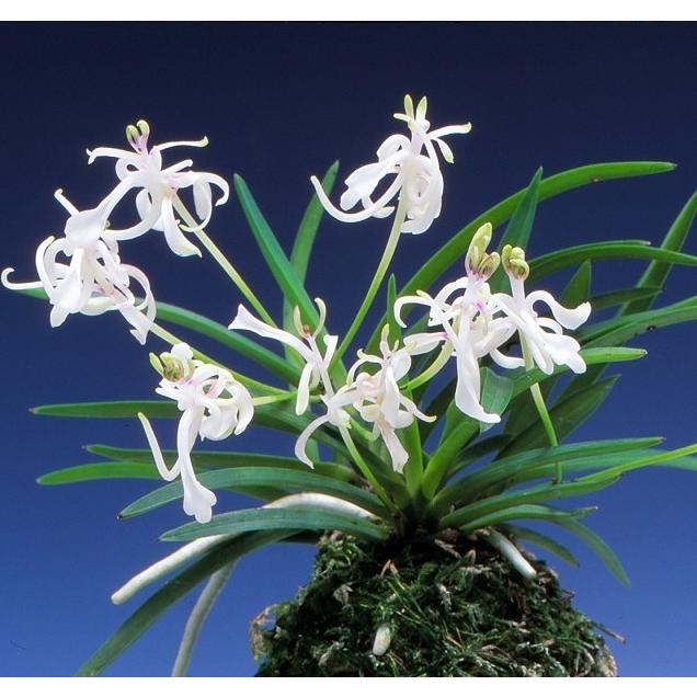 富貴蘭】 春及殿（しゅんきゅうでん）1条/ 花 蘭 古典植物 フウラン