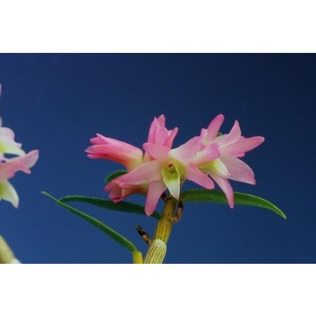 石斛花物（セッコク）】 赤花セット B : ヨネヤマ - 通販 - Yahoo