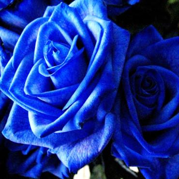 青いバラ ブルーローズ 7本の花束 【20052】※かすみ草を追加出来ます