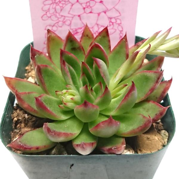 多肉植物 プリドニスクリスエックス エケベリア属 カット小苗 多肉