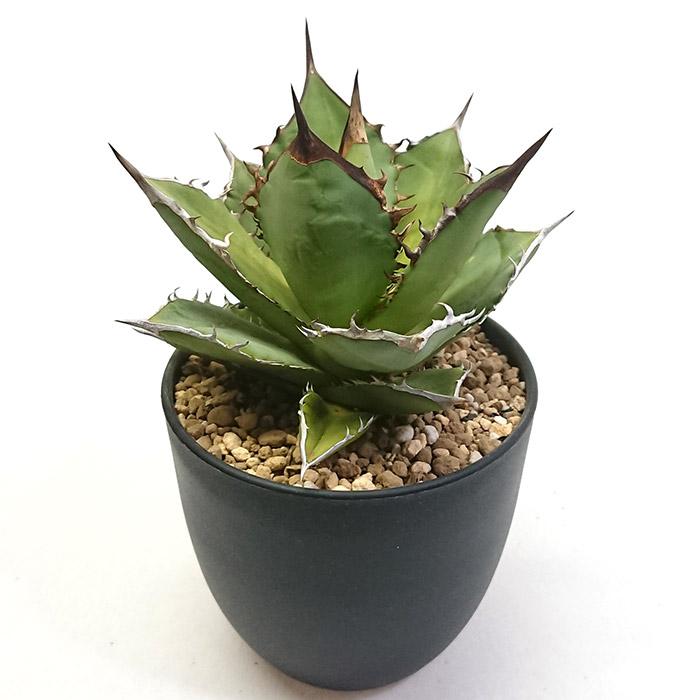 アガベ チタノタ ブラックファイヤー 黒炎 黒火焔 こくえん