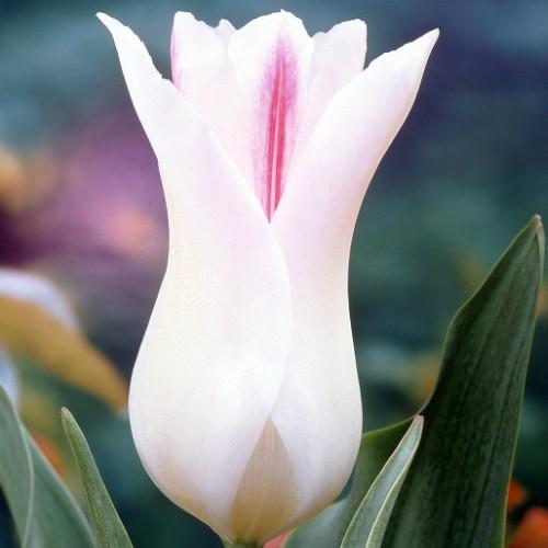 チューリップ 花 球根 ユリ咲き 春 ホーランドチック 22球パック 寄せ