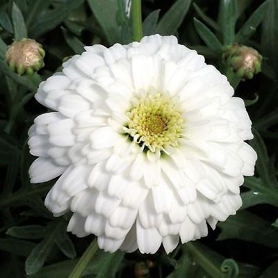 マーガレット 花 苗 八重咲き サマーソング ホワイト 9cmポット 1株