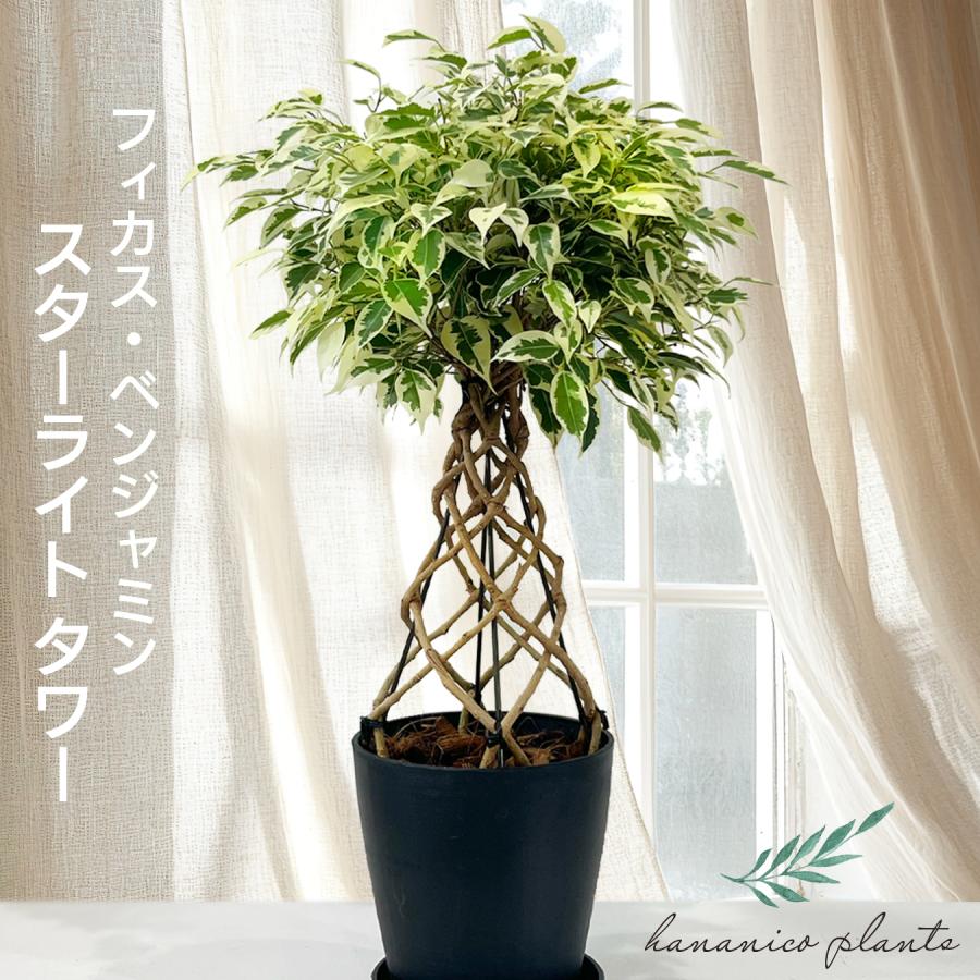 フィカス・ベンジャミン スターライト タワー仕立て 5号鉢 観葉植物 樹