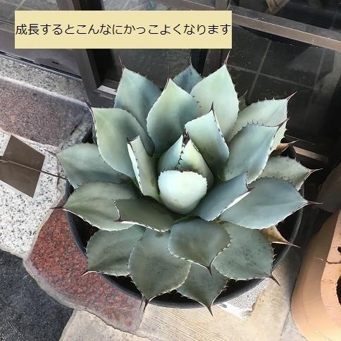 アガベ パリー 吉祥天 約90センチ 50年もの アガベ パリー 吉祥天 約90