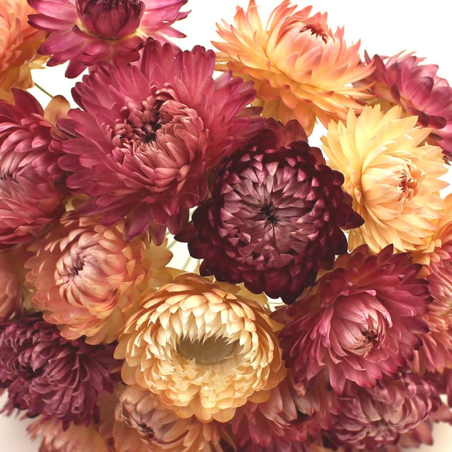 ドライ ヘリクリサムワイヤー付 ピンク 25本 FD003021-002 ドライ