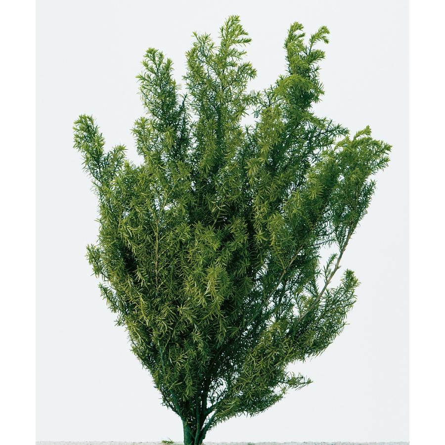 プリザーブド 大地農園 ヒムロスギ ショート 約60g フォレストグリーン