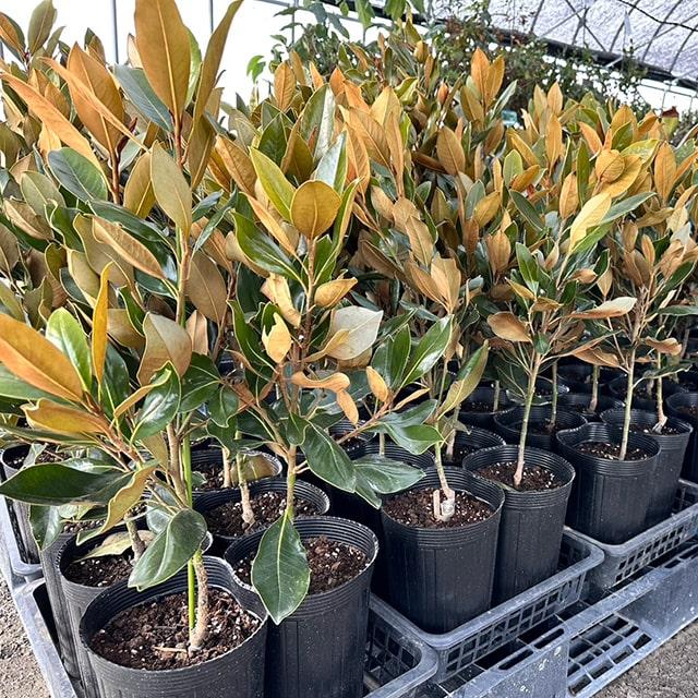 タイサンボク 苗 【リトルジェム （矮性）】 約0.7m ポット苗 : 苗木の