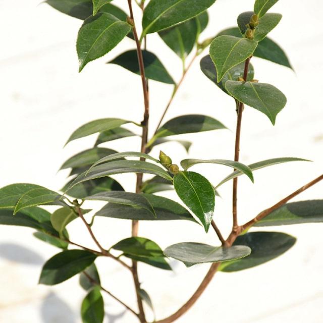 椿 苗木 【玉の浦 （たまのうら） 中輪咲き】 2年生 接ぎ木苗 : 苗木の