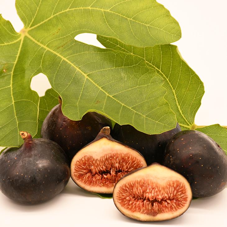 イチジク 苗 【ビオレソリエス】 3年生 挿し木 約1.3m 大苗 : 苗木の