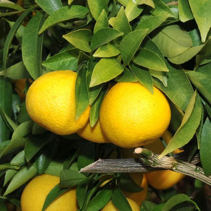 オレンジ 苗木 【黄金柑 （おうごんかん）】 3年生 接ぎ木 約1.0m 大苗