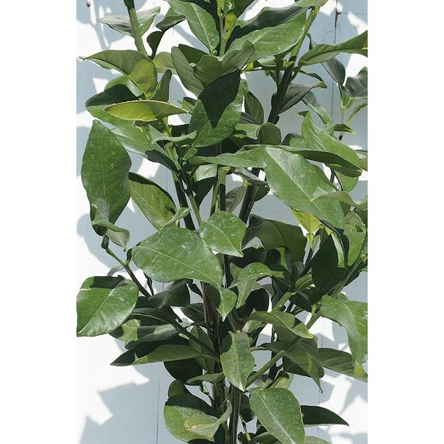 はっさく 苗木 【紅八朔 （べにはっさく）】 3年生 接ぎ木 約1.0m 大苗