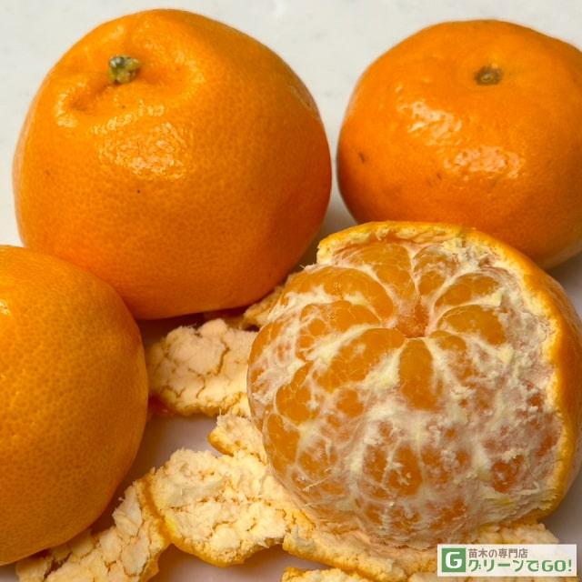 みかん 苗木 【はるみ ［登録品種］】 3年生 接ぎ木 約1.0m 大苗