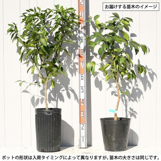 オレンジ 苗木 【日向夏 （ひゅうがなつ）】 3年生 接ぎ木 約1.0m 大苗