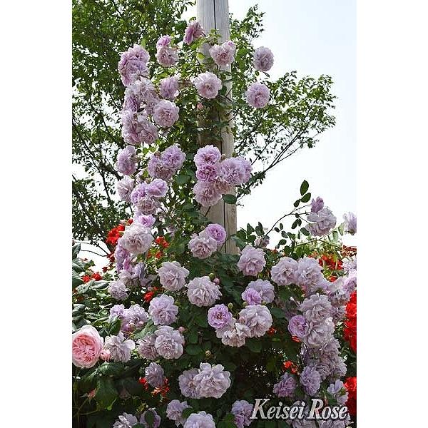 バラ 苗 京成 【レイニー ブルー (CL) 四季咲き】 3年生 接ぎ木 約1.3m