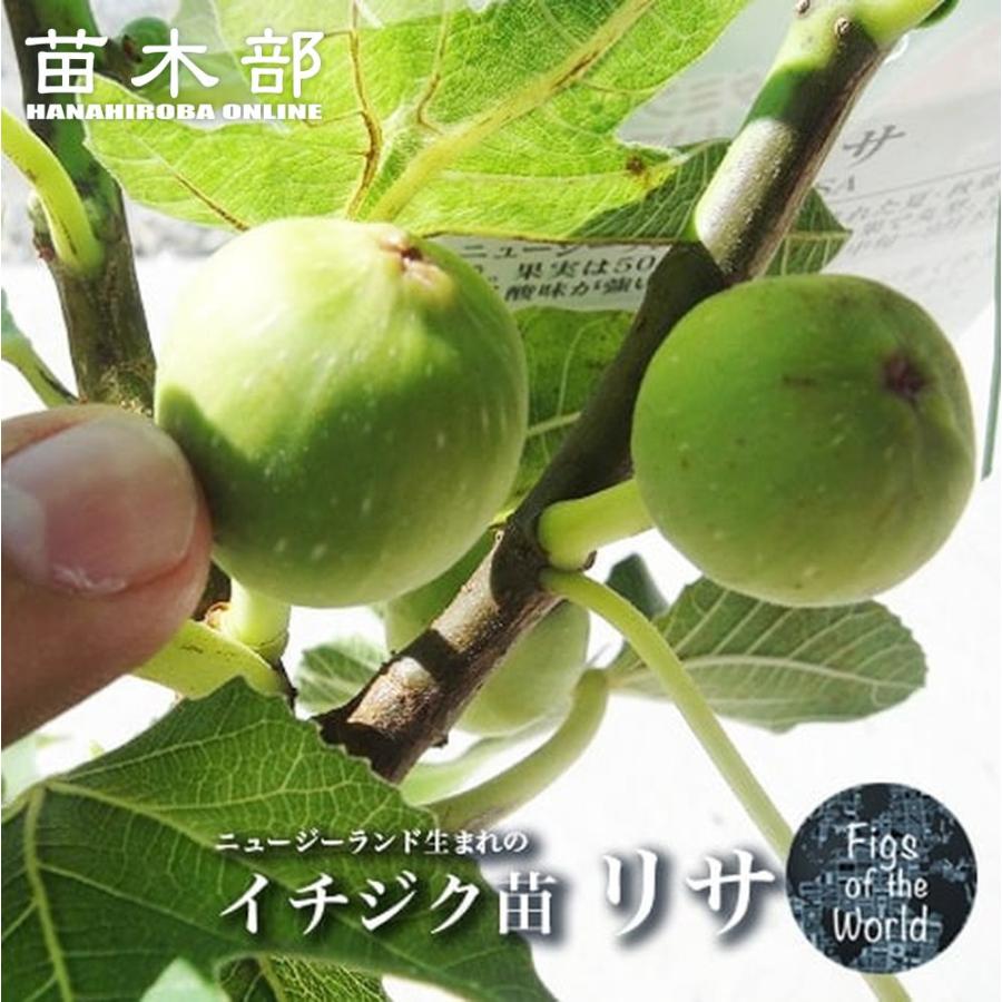 いちじく リサ 1年生苗 : 苗木部 花ひろばオンライン - 通販 - Yahoo