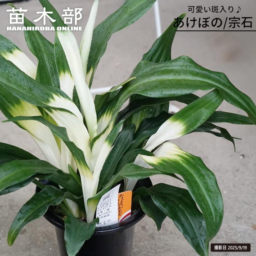 斑入り万年青（オモト） あけぼのおもと （宗石） 5.5号鉢植え