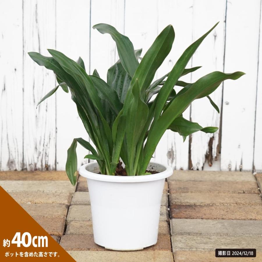 万年青（オモト）そのまま飾れる鉢植え : 苗木部 花ひろばオンライン