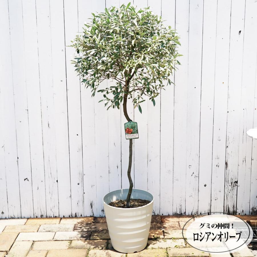 ロシアンオリーブ スタンダード仕立て 鉢植え 大型宅配便 北海道・沖縄