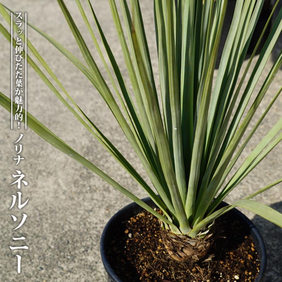 数量限定 ネルソニー ノリナ ポット大苗 耐寒性南欧風プラン : 苗木部