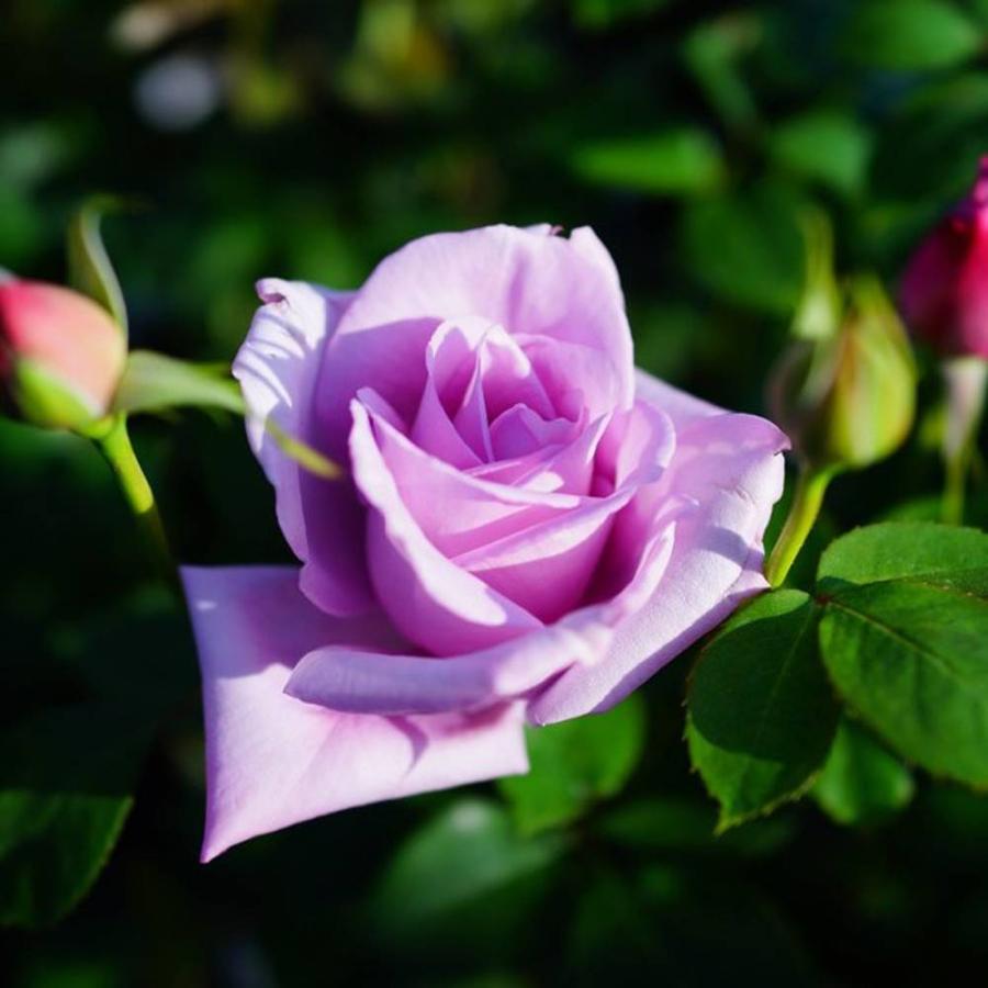 四季咲き強香バラ苗 ブルームーン 2年生大苗 6号ポット : 苗木部 花