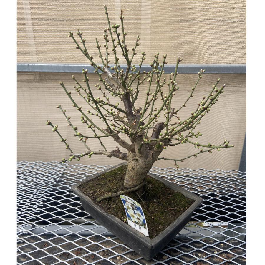 現品】花梅盆栽 冬至（とうじ）7号浅長角プラ鉢 : 植物・園芸専門店 花