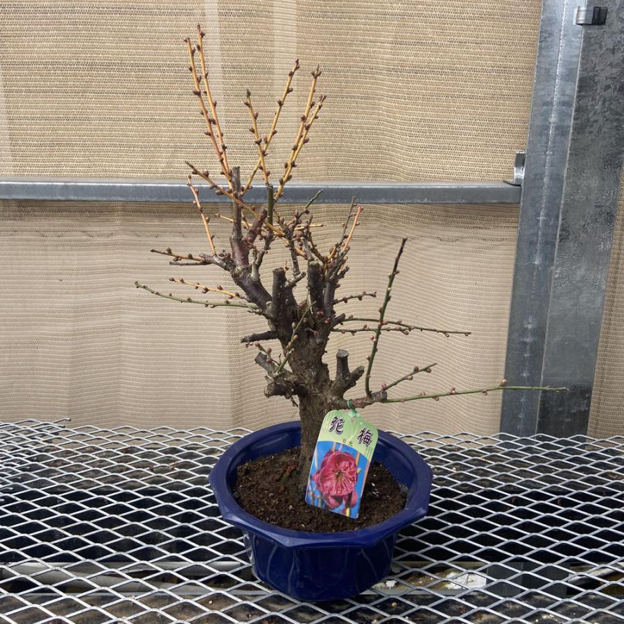 現品】花梅盆栽 日光（にっこう）6号プラ鉢 : 植物・園芸専門店 花育