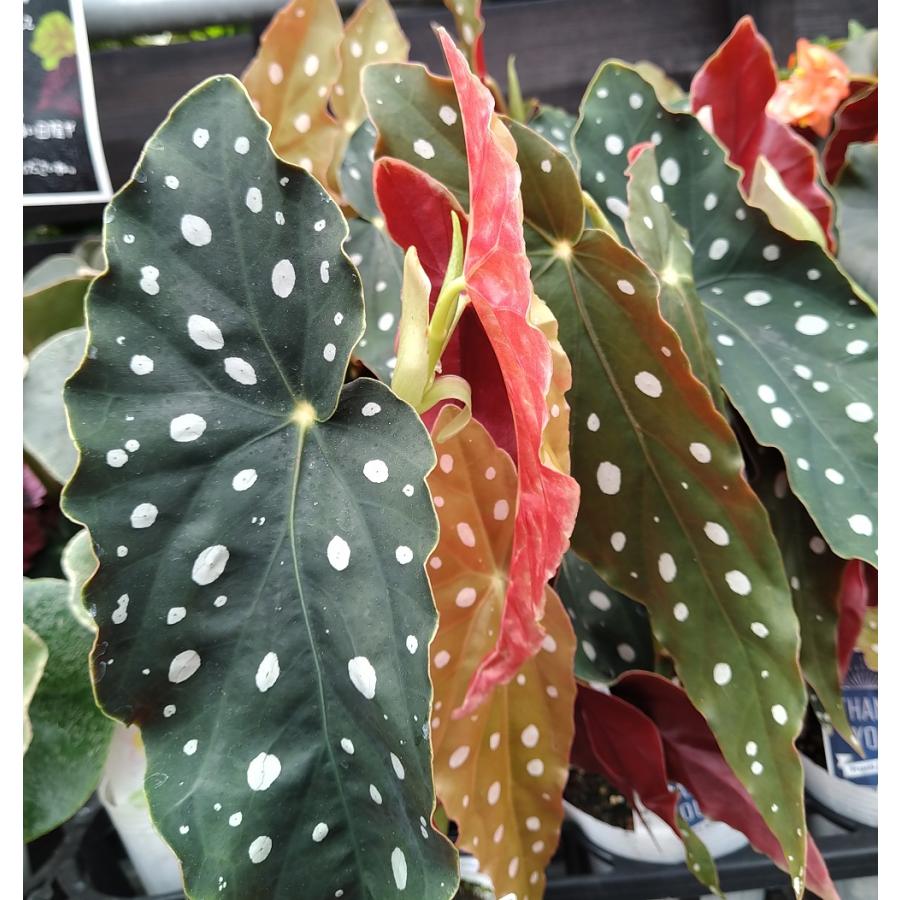 木立ベゴニア マクラータ Begonia maculata 10.5-12cmポット苗 観葉