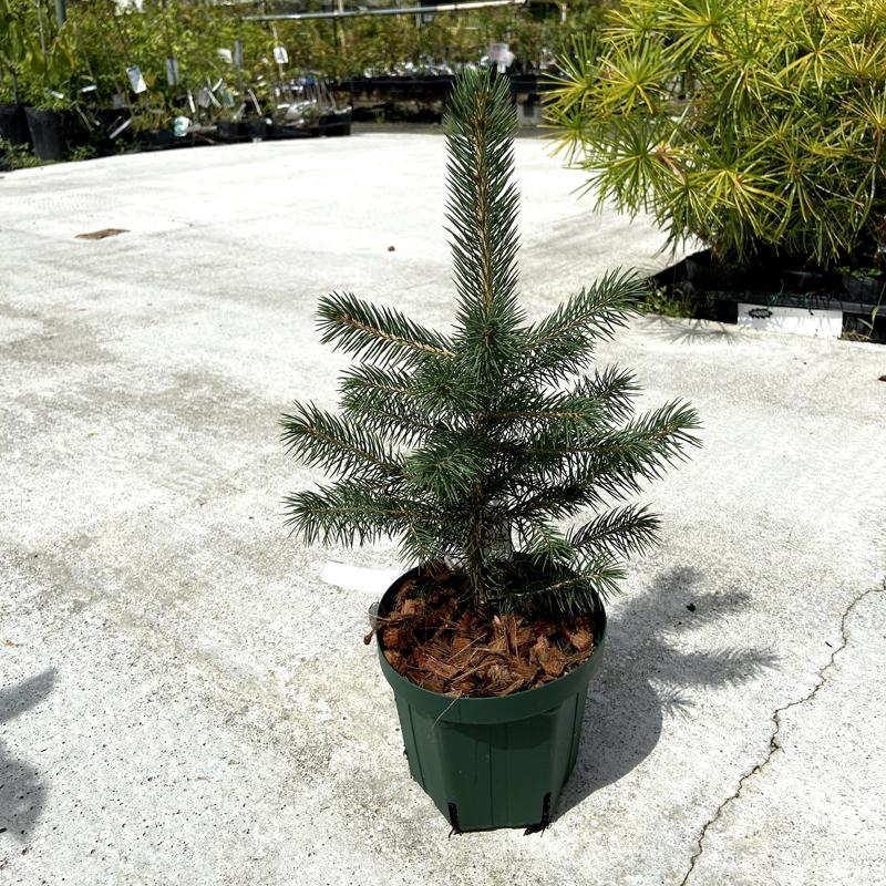 コニファー ピセア・プンゲンス スーパーブルーシードリング(SBS)の苗